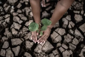 Imagem de uma mão plantando uma árvore em solo árido e ressequido.