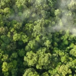 Floresta com árvores verdes realizando o processo de fotossíntese e absorvendo o CO2 da atmosfera